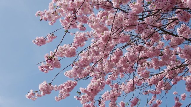 Japanische Kirschbl&uuml;te (Baum) bei sch&ouml;nem sonnigen Wetter gefilmt