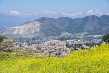 陽春の信州高山村