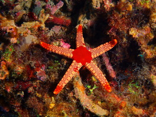 Starfish