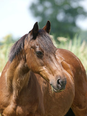 Horse Head Shot