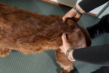 Tierphysiotherapeutin prüft mit beiden Händen den Beckenstand beim Hund
