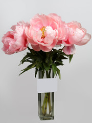 Bouquet of pink peonies isolated on a gray background.