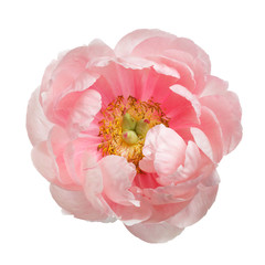 Peony pink color isolated on white background.
