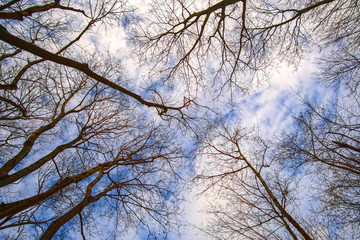 Landscape with the image of tops of the trees