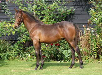 Fototapeta premium Standing Bay Foal