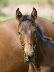 Obraz premium Foal Headshot