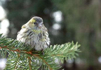 Pine Siskin