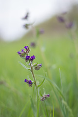 Beautiful flowers of Spring
