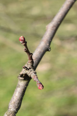 Branch of tree with buds in springtime
