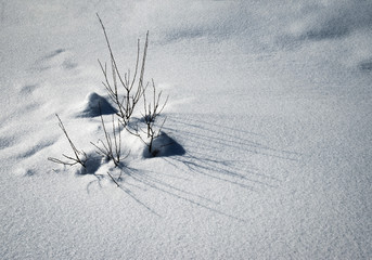 a group of shrubs in the snow