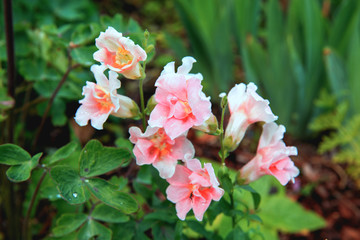 White pink Snapdragon or Antirrhinum majus. Close up snap dragon flower in garden as colorful background or card. Lovely spring Snapdragons plant flowers at a botanical garden.