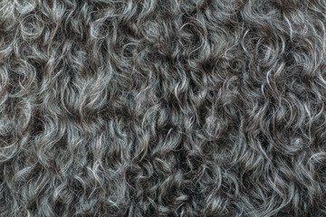 Gary wool texture background, cotton wool, grey  fleece, dark fluffy fur, curly hair