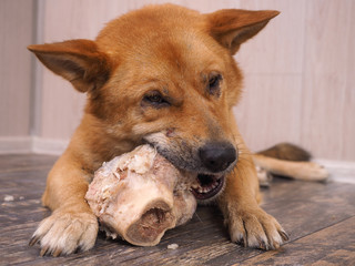 Big dog gnaws the bone. Portrait of a happy dog