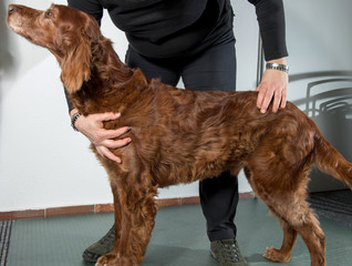 Befundung beim Irisch Setter, Standprüfung in der Hundephysiotherapie