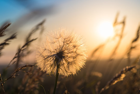 Fototapeta Dandelion closeup against sun and sky during the dawn
