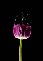 Levitating purple tulips against old concrete background water splash fresh movement