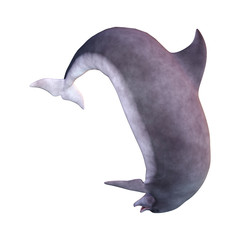 3D Rendering Dolphin on White