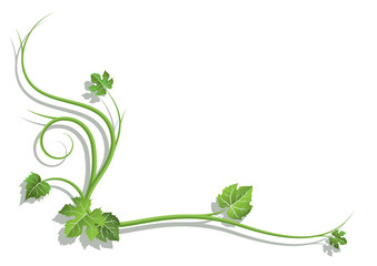 vine_branch_with_leaves_6