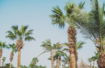 Fototapeta na wymiar tree of palm trees blue sky