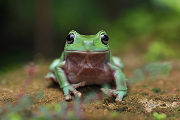 Frog