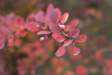 Autumn leaves in the park