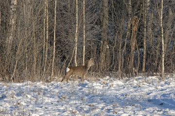 Roe deer (Capreolus capreolus) in the winter forest