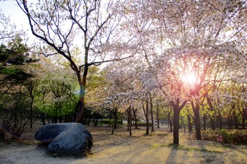 Morning sunrise within sakura trees