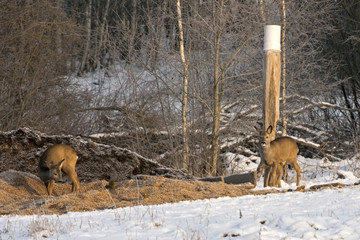 Flock of Roe deer (Capreolus capreolus) on the hunting feeder