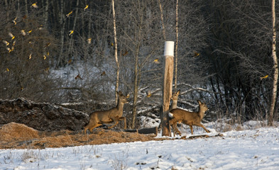 Flock of Roe deer (Capreolus capreolus) on the hunting feeder