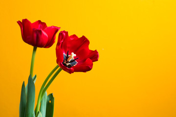 Red tulip and green leave on a yellow background closeup with space for your text