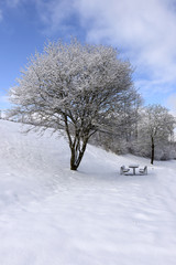 bench and tree covered with snow in countryside near Hausen, Germany