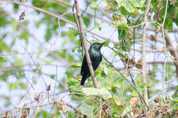 Asian Glossy Starling at koh lipe southern Thailand