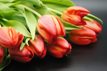 Rote Tulpen freigestellt auf schwarzem Hintergrund