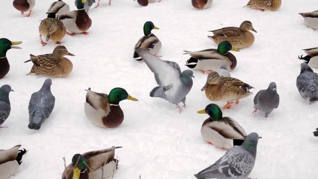 Mallard ducks and pigeons in winter in the snow in the city Park. Poultry feeding.