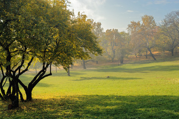 Fototapeta na wymiar Green meadow and autumn trees in mist