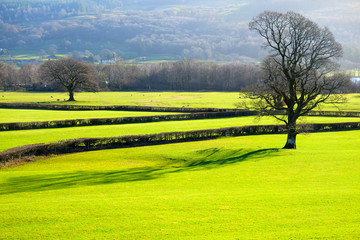 Fototapeta na wymiar a pattern of bright green empty grazing fields with short grass broken up by graphic patterns of dark stone walls and short black hedges with 2 large trees & forest behind