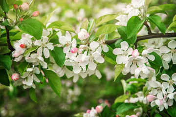 Blooming Apple tree in spring.