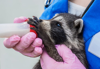 Veterinarian feeds a raccoon from a bottle