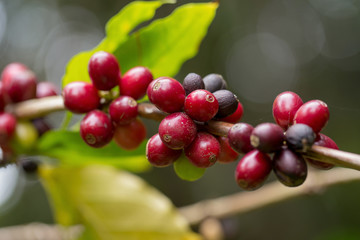 Close up, Arabica coffee berrys ripening on tree in North of thailand