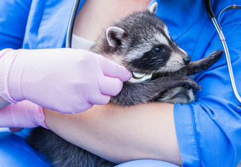 Vet examines raccoon stethoscope