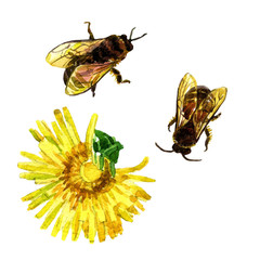 Set of two bees and yellow dandelion watercolor.
