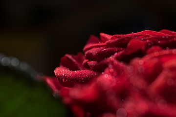 Red rose flower in drops of crystal clear water