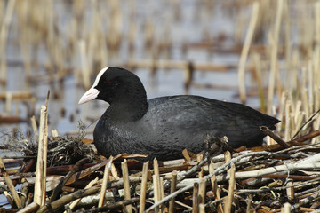 Blässhuhn (Fulica atra) sitzt auf Nest