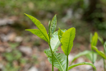 Growing tea leaves with the natural background