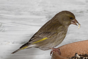 Grünfink (Chloris chloris) weibchen