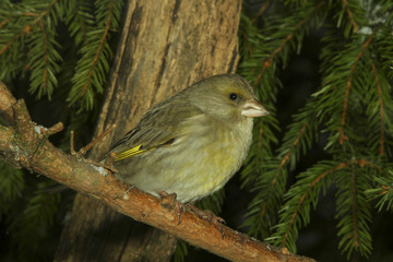 Grünfink (Chloris chloris) weibchen sitzt auf Baumstamm