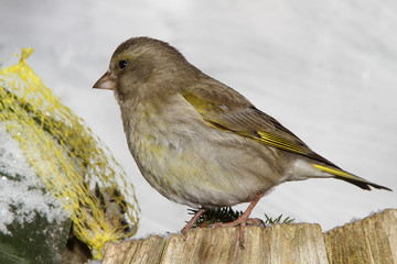 Grünfink (Chloris chloris) weibchen vor Meisenknödel