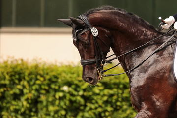 Fototapeta premium horse in dressage in different garden.