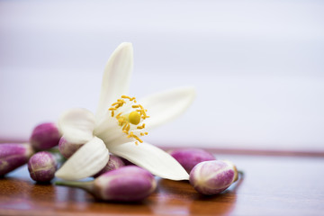 baharda turunçgil çiçeği