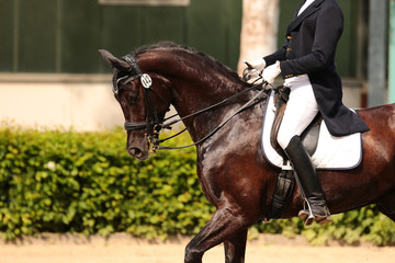 horse in dressage in different garden.